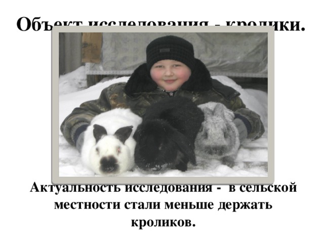Объект исследования - кролики. Актуальность исследования - в сельской местности стали меньше держать кроликов. 