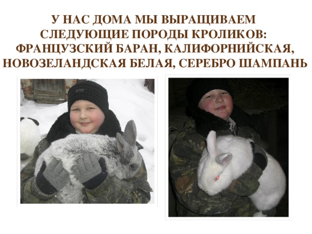 У нас дома мы выращиваем следующие породы кроликов: Французский баран, Калифорнийская, Новозеландская белая, серебро шампань 