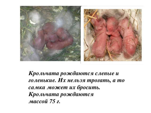  Крольчата рождаются слепые и голенькие. Их нельзя трогать, а то самка может их бросить. Крольчата рождаются массой 75 г. 