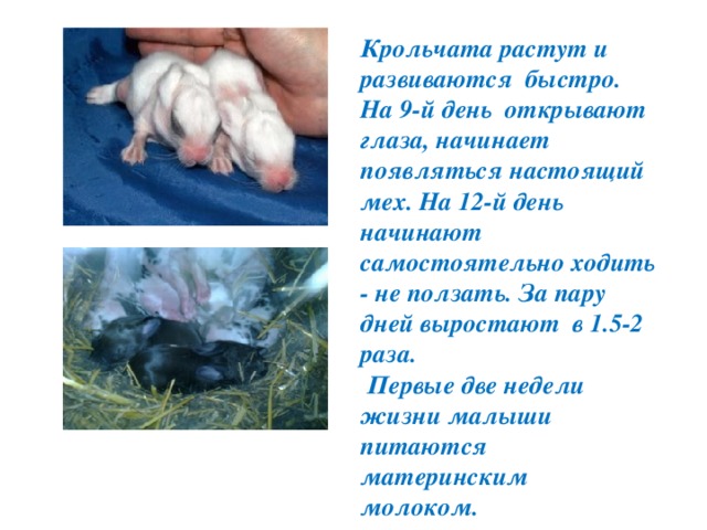 Крольчата растут и развиваются быстро. На 9-й день открывают глаза, начинает появляться настоящий мех. На 12-й день начинают самостоятельно ходить - не ползать. За пару дней выростают в 1.5-2 раза.  Первые две недели жизни малыши питаются материнским молоком. 