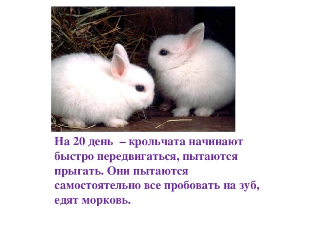 На 20 день – крольчата начинают быстро передвигаться, пытаются прыгать. Они пытаются самостоятельно все пробовать на зуб, едят морковь. 
