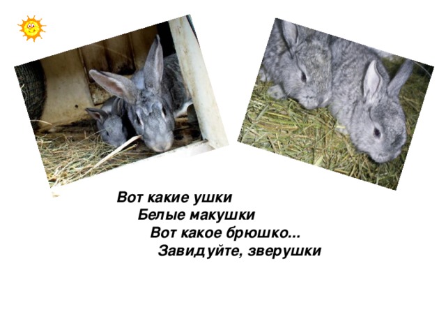 Вот какие ушки  Белые макушки  Вот какое брюшко...  Завидуйте, зверушки 