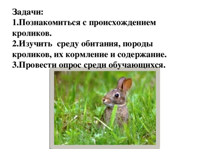 Задачи: 1.Познакомиться с происхождением кроликов. 2.Изучить среду обитания, породы кроликов, их кормление и содержание. 3.Провести опрос среди обучающихся. 