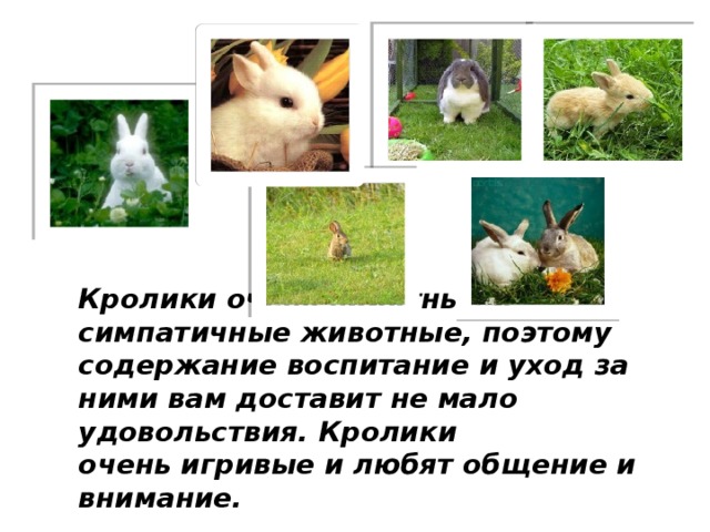 Кролики очень приятные и симпатичные животные, поэтому содержание воспитание и уход за ними вам доставит не мало удовольствия. Кролики очень игривые и любят общение и внимание.   