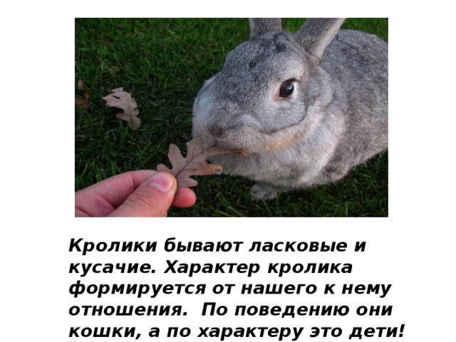 Кролики бывают ласковые и кусачие. Характер кролика формируется от нашего к нему отношения. По поведению они кошки, а по характеру это дети! 