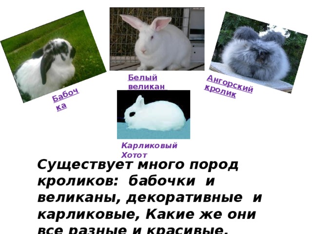 Бабочка Ангорский кролик Белый великан    Существует много пород кроликов: бабочки и великаны, декоративные и карликовые, Какие же они все разные и красивые.  Карликовый Хотот 