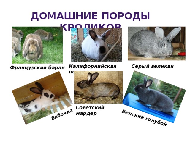  Бабочка Венский голубой Домашние породы кроликов Калифорнийская порода Серый великан Французский баран Советский мардер  