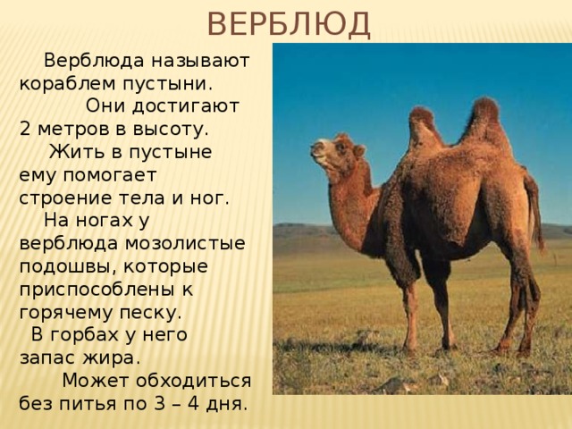 Верблюд  Верблюда называют кораблем пустыни.  Они достигают 2 метров в высоту.  Жить в пустыне ему помогает строение тела и ног.  На ногах у верблюда мозолистые подошвы, которые приспособлены к горячему песку.  В горбах у него запас жира.  Может обходиться без питья по 3 – 4 дня. 