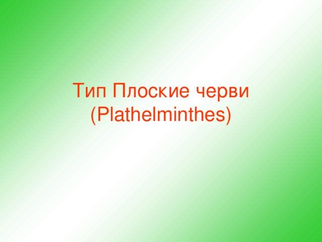 Тип Плоские черви (Plathelminthes)  