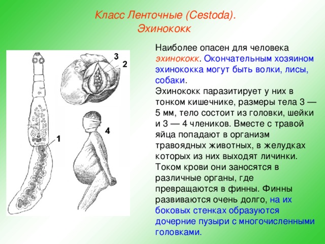 Класс Ленточные (Cestoda). Эхинококк  Наиболее опасен для человека  эхинококк . Окончательным хозяином эхинококка могут быть волки, лисы, собаки . Эхинококк паразитирует у них в тонком кишечнике, размеры тела 3 — 5 мм, тело состоит из головки, шейки и 3 — 4 члеников. Вместе с травой яйца попадают в организм травоядных животных, в желудках которых из них выходят личинки. Током крови они заносятся в различные органы, где превращаются в финны. Финны развиваются очень долго, на их боковых стенках образуются дочерние пузыри с многочисленными головками.  