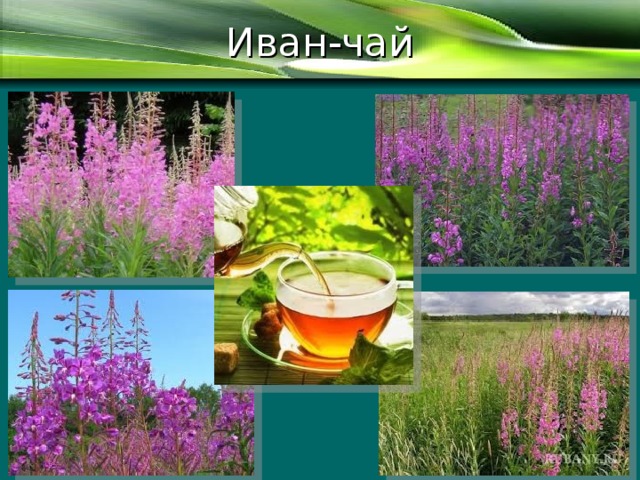Иван-чай 