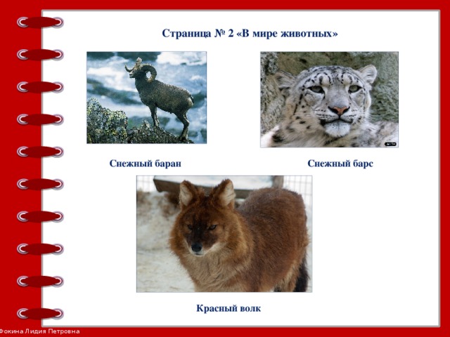 Страница № 2 «В мире животных» Снежный баран Снежный барс Красный волк
