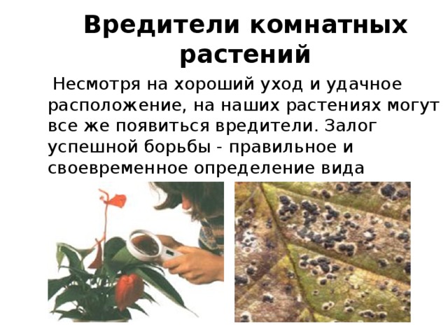 Вредители комнатных растений  Несмотря на хороший уход и удачное расположение, на наших растениях могут все же появиться вредители. Залог успешной борьбы - правильное и своевременное определение вида вредителя. 