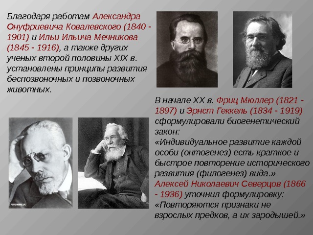 Благодаря работам Александра Онуфриевича Ковалевского (1840 - 1901) и Ильи Ильича Мечникова (1845 - 1916) , а также других ученых второй половины Х I Х в. установлены принципы развития беспозвоночных и позвоночных животных. В начале ХХ в. Фриц Мюллер (1821 - 1897) и Эрнст Геккель (1834 - 1919)  сформулировали биогенетический закон: «Индивидуальное развитие каждой особи (онтогенез) есть краткое и быстрое повторение исторического развития (филогенез) вида.» Алексей Николаевич Северцов (1866 - 1936) уточнил формулировку: «Повторяются признаки не взрослых предков, а их зародышей.» 