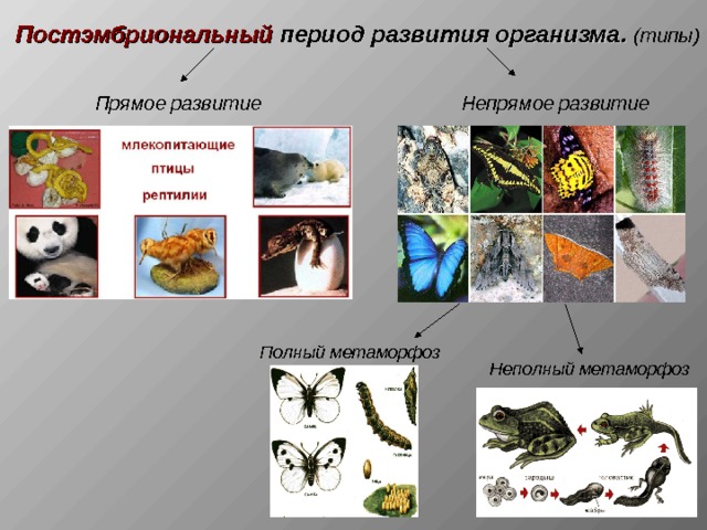 Постэмбриональный период развития организма. (типы)  Прямое развитие Непрямое развитие Полный метаморфоз Неполный метаморфоз 