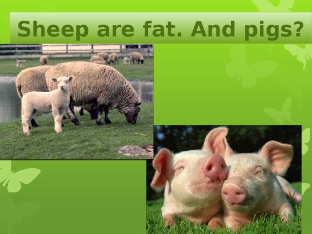 Sheep are fat. And pigs? 