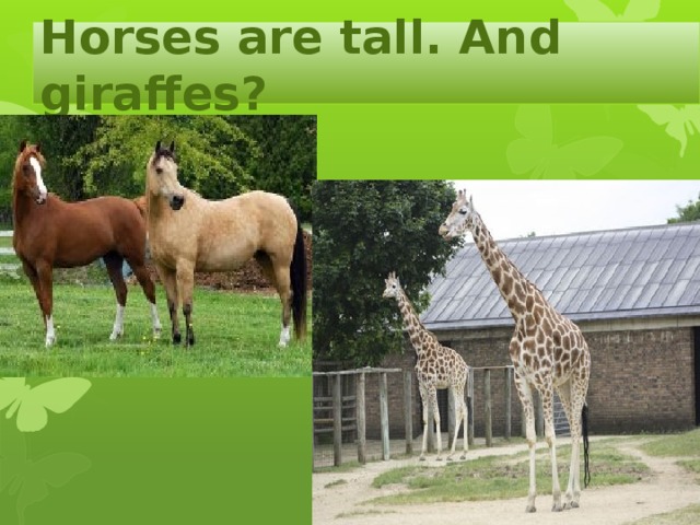 Horses are tall. And giraffes? 