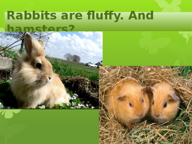Rabbits are fluffy. And hamsters? 