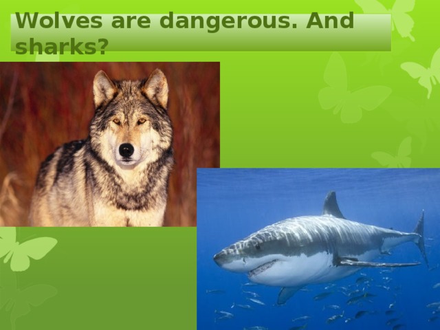 Wolves are dangerous. And sharks? 