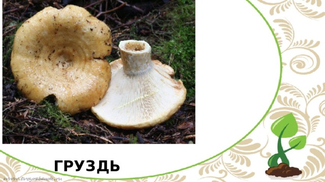 ГРУЗДЬ