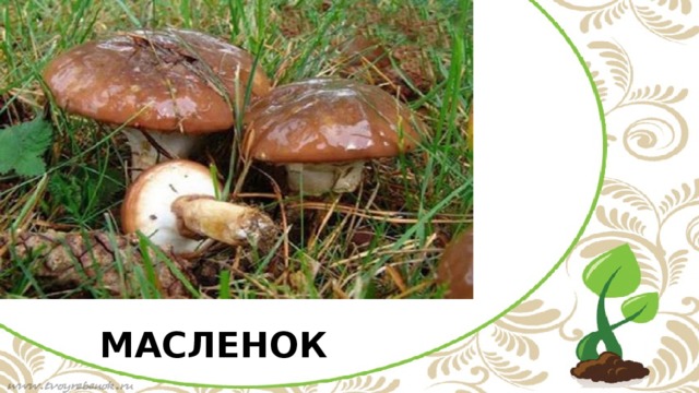 МАСЛЕНОК