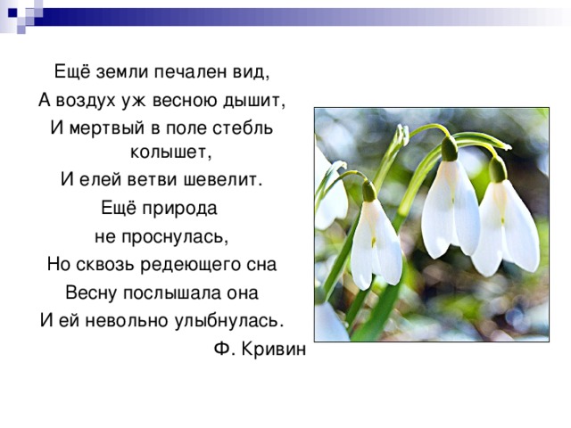 Ещё земли печален вид, А воздух уж весною дышит, И мертвый в поле стебль колышет, И елей ветви шевелит. Ещё природа не проснулась, Но сквозь редеющего сна Весну послышала она И ей невольно улыбнулась. Ф. Кривин 