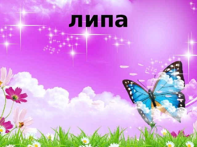 липа 