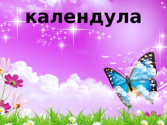 календула 