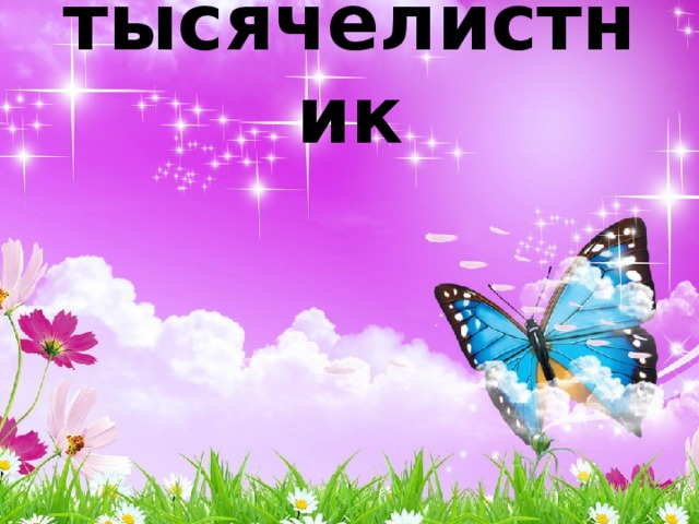 тысячелистник 