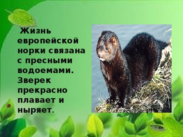  Жизнь европейской норки связана с пресными водоемами. Зверек прекрасно плавает и ныряет . 