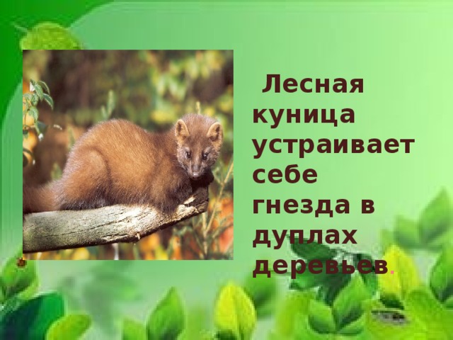  Лесная куница устраивает себе гнезда в дуплах деревьев . 