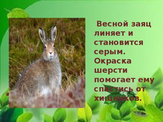  Весной заяц линяет и становится серым. Окраска шерсти помогает ему спастись от хищников. 