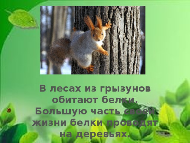 В лесах из грызунов обитают белки. Большую часть своей жизни белки проводят на деревьях. 