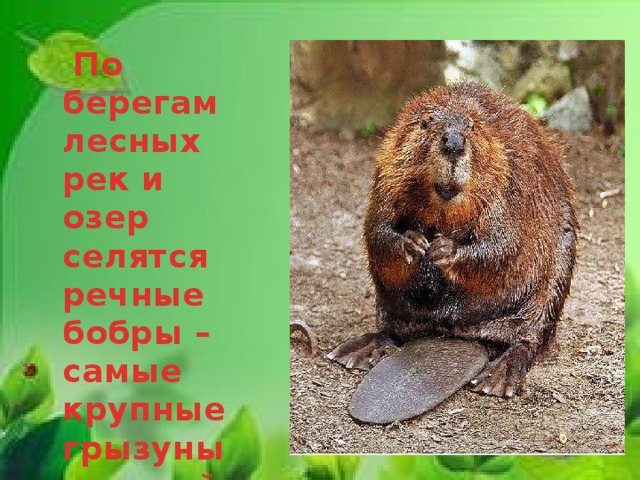  По берегам лесных рек и озер селятся речные бобры – самые крупные грызуны в нашей стране. 