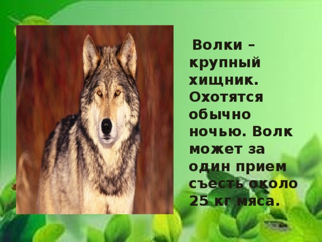  Волки – крупный хищник. Охотятся обычно ночью. Волк может за один прием съесть около 25 кг мяса. 