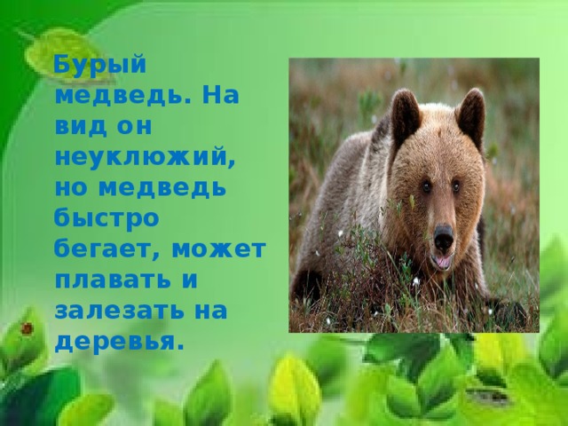  Бурый медведь. На вид он неуклюжий, но медведь быстро бегает, может плавать и залезать на деревья. 