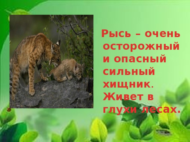 Рысь – очень осторожный и опасный сильный хищник . Живет в глухи лесах. 