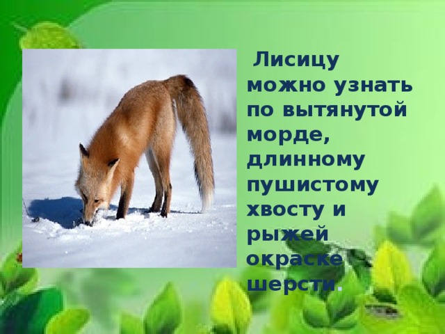  Лисицу можно узнать по вытянутой морде, длинному пушистому хвосту и рыжей окраске шерсти . 