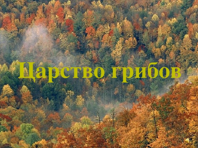 Царство грибов    