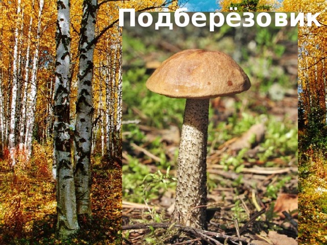 Подберёзовик  