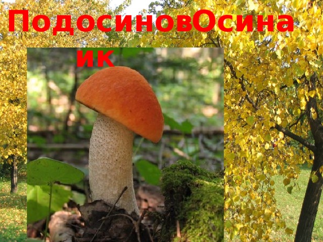 Осина  Подосиновик  