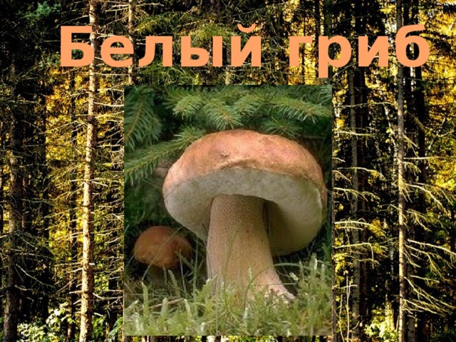 Белый гриб 