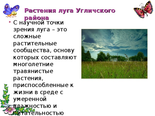 Растения луга Угличского района С научной точки зрения луга – это сложные растительные сообщества, основу которых составляют многолетние травянистые растения, приспособленные к жизни в среде с умеренной влажностью и питательностью почвы 