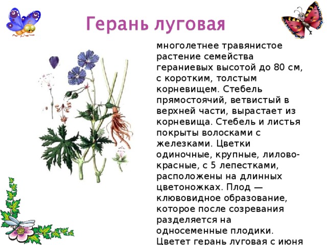 многолетнее травянистое растение семейства гераниевых высотой до 80 см, с коротким, толстым корневищем. Стебель прямостоячий, ветвистый в верхней части, вырастает из корневища. Стебель и листья покрыты волосками с железками. Цветки одиночные, крупные, лилово-красные, с 5 лепестками, расположены на длинных цветоножках. Плод — клювовидное образование, которое после созревания разделяется на односеменные плодики. Цветет герань луговая с июня по сентябрь, созревает в августе—сентябре. 