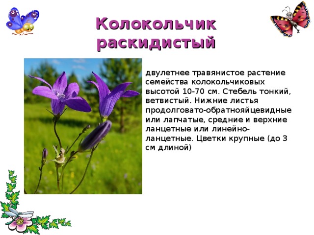 Колокольчик раскидистый двулетнее травянистое растение семейства колокольчиковых высотой 10-70 см. Стебель тонкий, ветвистый. Нижние листья продолговато-обратнояйцевидные или лапчатые, средние и верхние ланцетные или линейно-ланцетные. Цветки крупные (до 3 см длиной) 