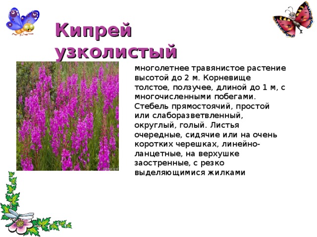 Кипрей узколистый многолетнее травянистое растение высотой до 2 м. Корневище толстое, ползучее, длиной до 1 м, с многочисленными побегами. Стебель прямостоячий, простой или слаборазветвленный, округлый, голый. Листья очередные, сидячие или на очень коротких черешках, линейно-ланцетные, на верхушке заостренные, с резко выделяющимися жилками 
