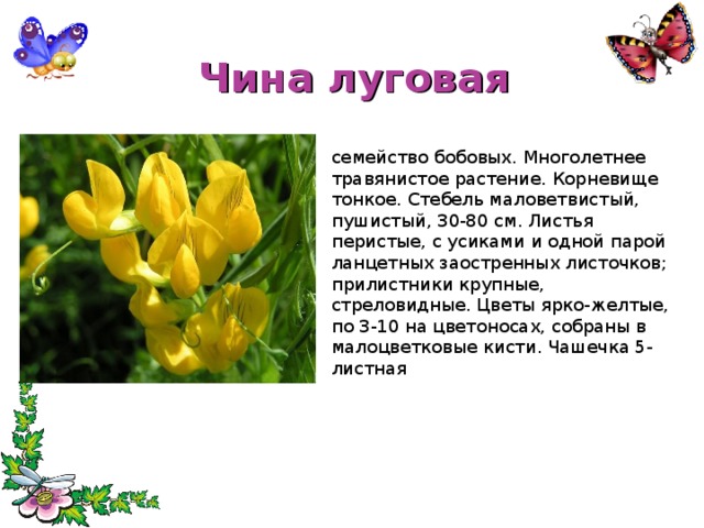 Чина луговая семейство бобовых. Многолетнее травянистое растение. Корневище тонкое. Стебель маловетвистый, пушистый, 30-80 см. Листья перистые, с усиками и одной парой ланцетных заостренных листочков; прилистники крупные, стреловидные. Цветы ярко-желтые, по 3-10 на цветоносах, собраны в малоцветковые кисти. Чашечка 5-листная 