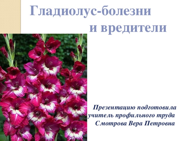 Гладиолус-болезни   и  вредители Презентацию подготовила учитель профильного труда Смотрова Вера Петровна  