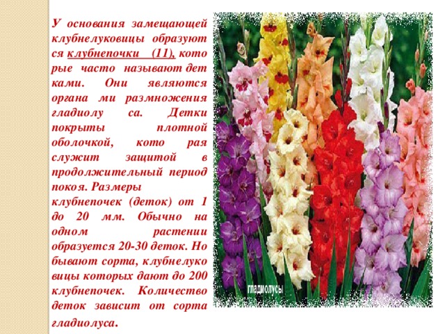 У основания замещающей клубнелуковицы образуют ся  клубнепочки (11),  кото рые часто называют дет ками. Они являются органа ми размножения гладиолу са. Детки покрыты плотной оболочкой, кото рая служит защитой в продолжительный период покоя. Размеры клубнепочек (деток) от 1 до 20 мм. Обычно на одном растении образуется 20-30 деток. Но бывают сорта, клубнелуко вицы которых дают до 200 клубнепочек. Количество деток зависит от сорта гладиолуса . 