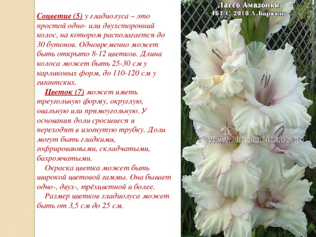 Соцветие (5)  у гладиолуса – это простой одно- или двухсторонний колос, на котором располагается до 30 бутонов. Одновременно может быть открыто 8-12 цветков. Длина колоса может быть 25-30 см у карликовых форм, до 110-120 см у гигантских.        Цветок (7)  может иметь треугольную форму, округлую, овальную или прямоугольную. У основания доли сросшиеся и переходят в изогнутую трубку. Доли могут быть гладкими, гофрированными, складчатыми, бахромчатыми.       Окраска цветка может быть широкой цветовой гаммы. Она бывает одно-, двух-, трёхцветной и более.      Размер цветков гладиолуса может быть от 3,5 см до 25 см.              